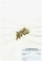 藏品(異枝軟骨凹頂藻)的圖片